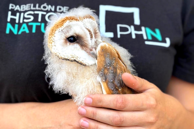 FOTO 2 UAL 16 MAYO 2024 LECHUZAS