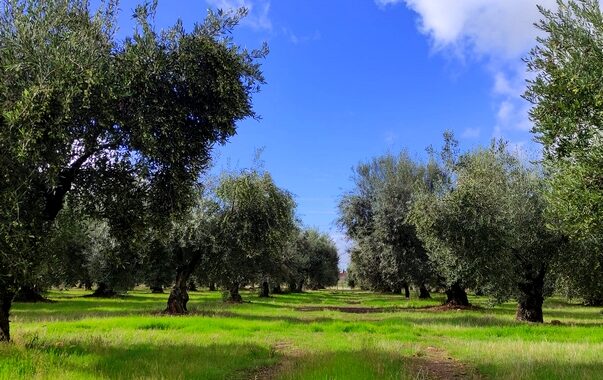 Olivos Ifapa 2