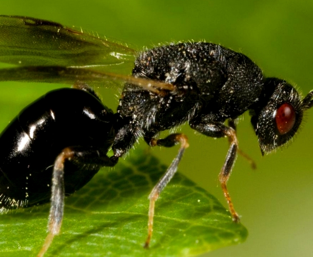 avispilla almendro_julio2024_1