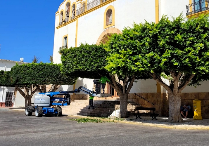 PODA ARBOLES PLAZA 2024