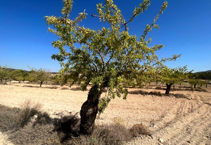 almendros_losvelez_verano2024