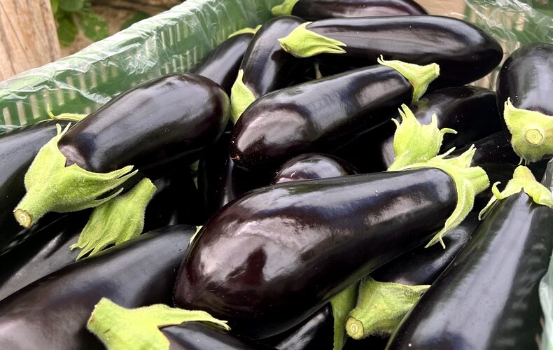 Berenjena larga