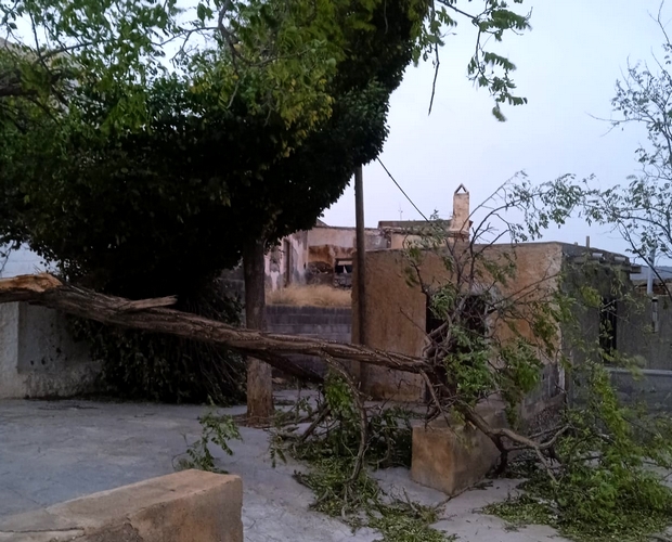 danadalias5