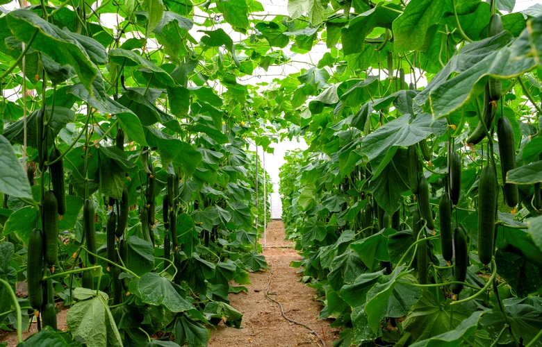 20241120_Pepino tipo holandés en producción