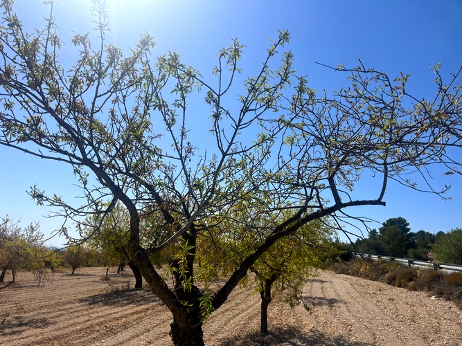 Almendro_sequia_1