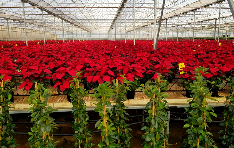 Flor de Pascua_Semilleros Laimund