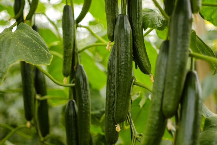 20241210 Nota de prensa HORTYFRUTA (1)