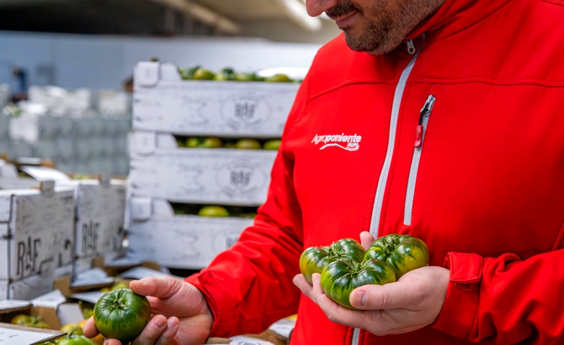 290125 GRUPO AGROPONIENTE. Campaña Tomate Raf