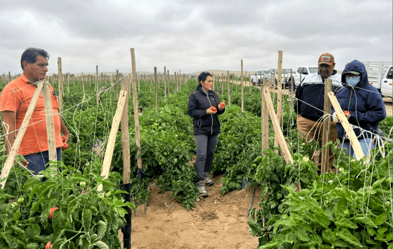 250204 Ensayo en tomate