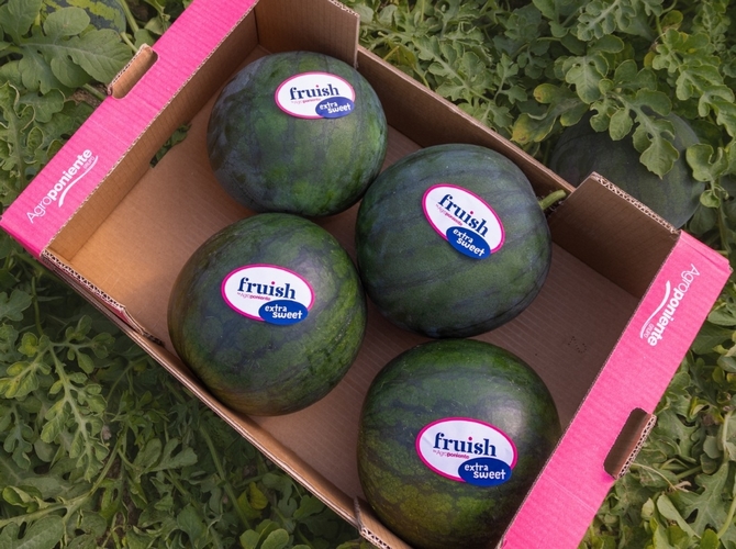 210425 GRUPO AGROPONIENTE. Inicio Campaña Sandía y Melón