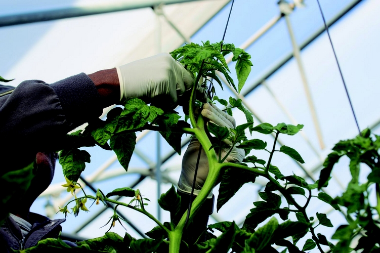 Nueva línea de financiación de Cajamar para agricultores