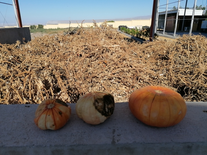 residuos_vegetales_julio2025