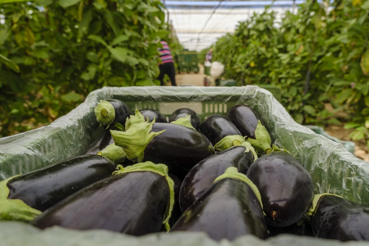 Berenjena calidad extra y primera