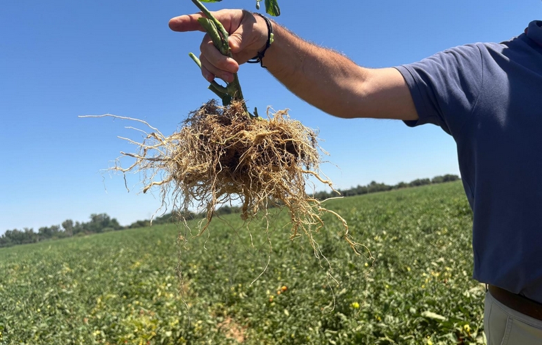 251211 Enraizamiento