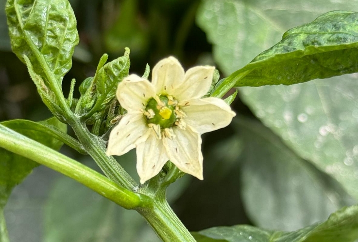 Thrips parvispinus_5