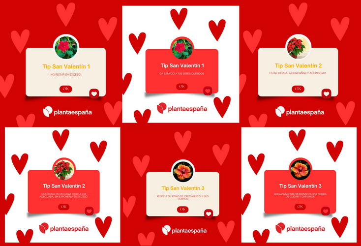20260212_Plantaespaña_San Valentín