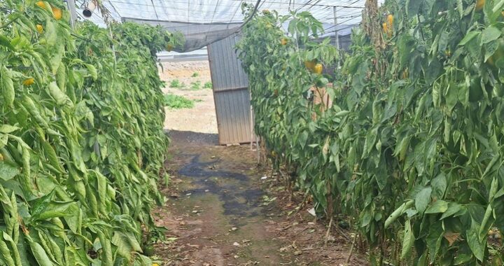 643327196_1229735792667448_6652858827171790502_n