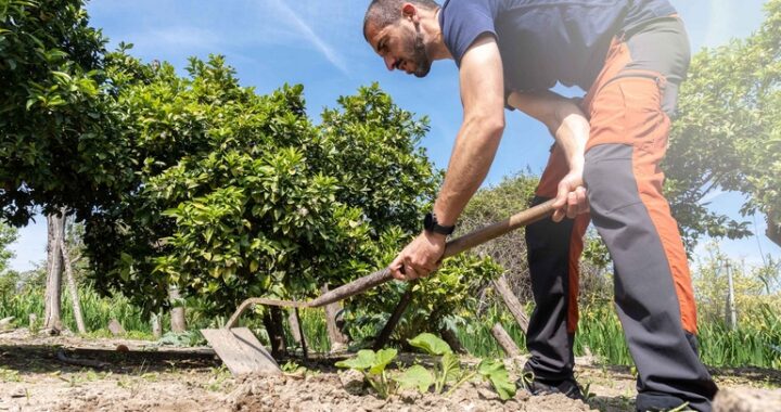 Young farmer working with a small hoe the soil of an organic gar