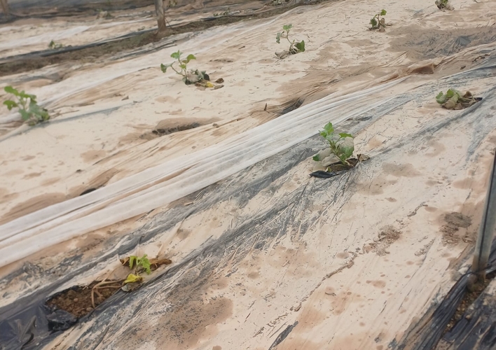 invernaderos_anegados_albufera_adra_5feb2026