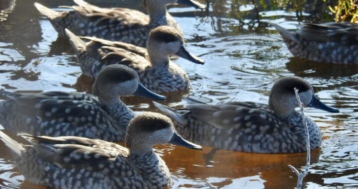 260317_suelta de cercetas pardilla 3