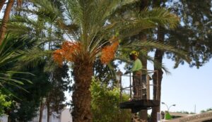 260331 Adra destina cerca de 189.000 euros al mantenimiento de parques y jardines en 2026