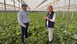 Ecoculture sandía y melón