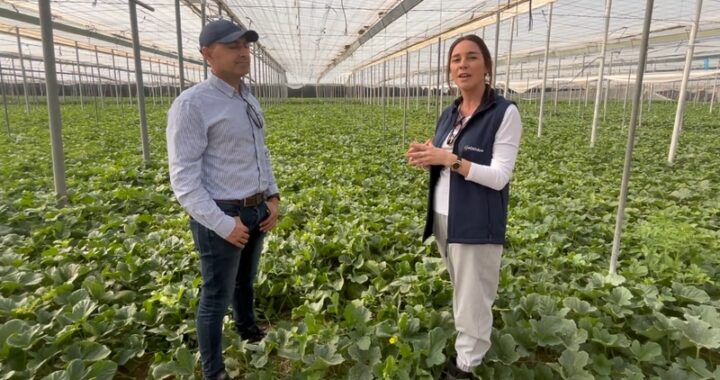Ecoculture sandía y melón