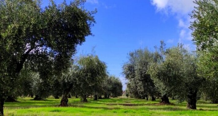 Olivos-Ifapa-2-550x456