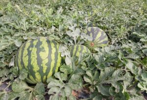 Campaña NO CORTES EN VERDE IV