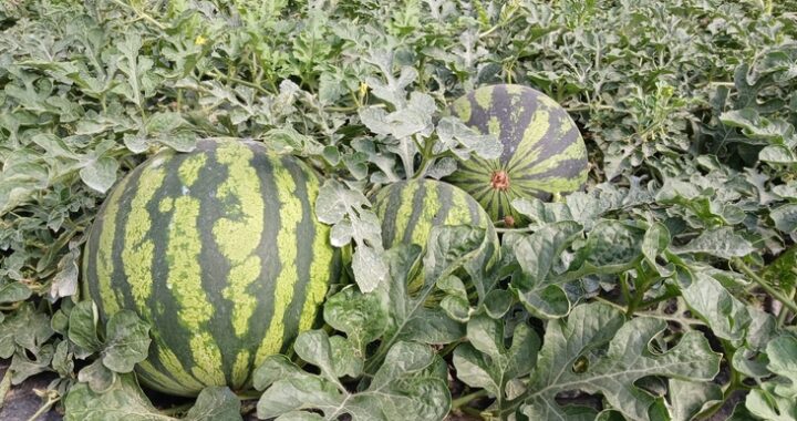 Campaña NO CORTES EN VERDE IV