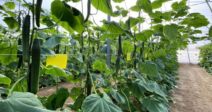 Cultivo o plantas de pepino en un invernadero de Almería, bajo