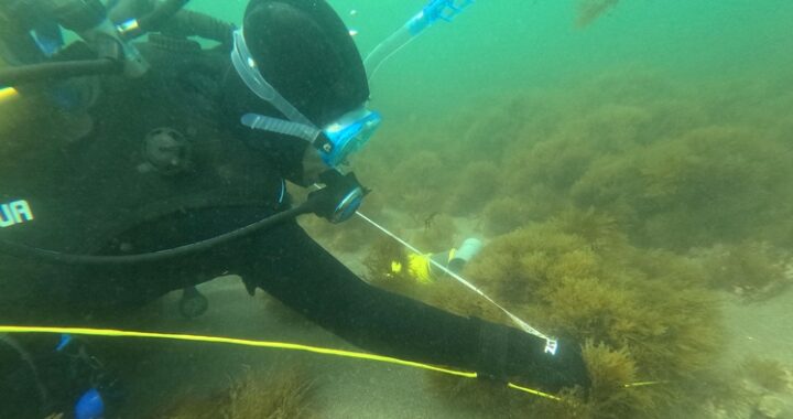 Inmersiones estudio biodiversidad