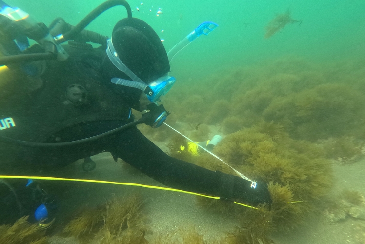 Inmersiones estudio biodiversidad