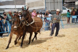 260522 FERIA GANADO (2)