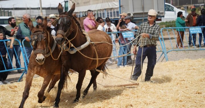 260522 FERIA GANADO (2)