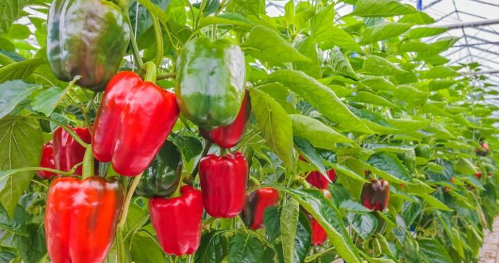 Pimientos