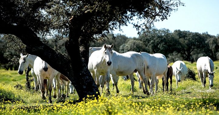 260627 CABALLOS PURA RAZA