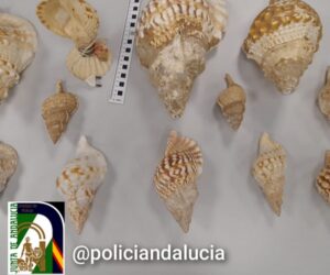 FOTO UPA CONCHAS PROTEGIDAS 290626