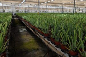 Plantas del Cabo_aloe vera (2)