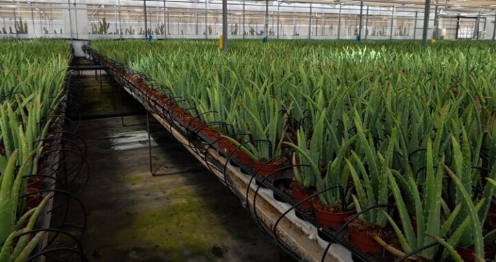 Plantas del Cabo_aloe vera (2)