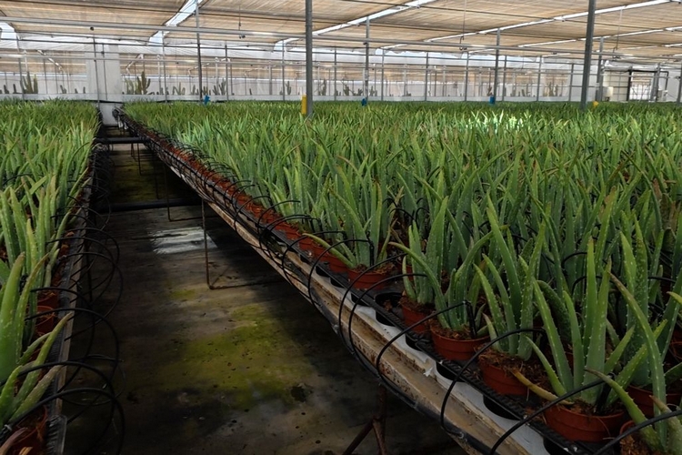 Plantas del Cabo_aloe vera (2)