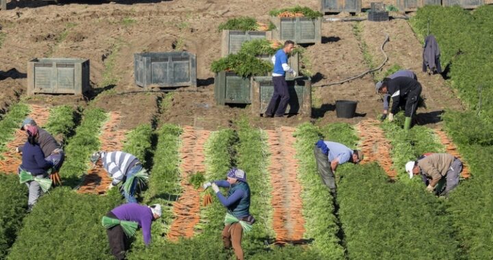 Trabajo en el campo