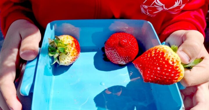 FRUTA COLEGIO