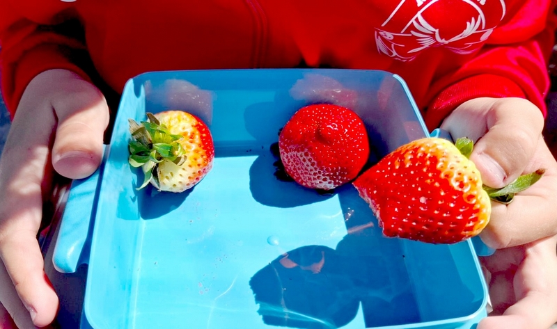 FRUTA COLEGIO