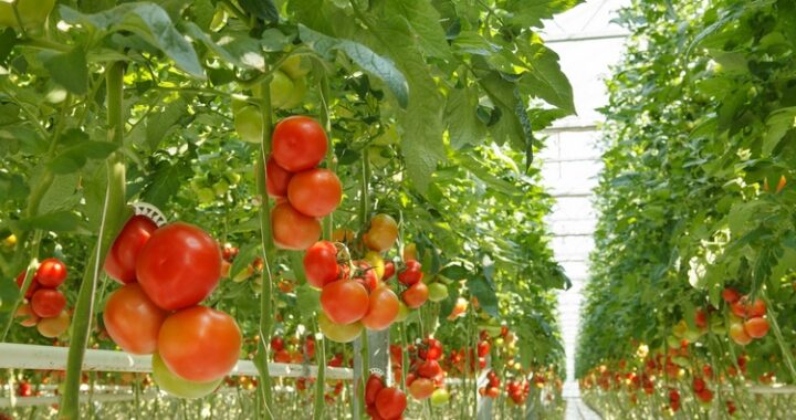Invernadero Tomates AND